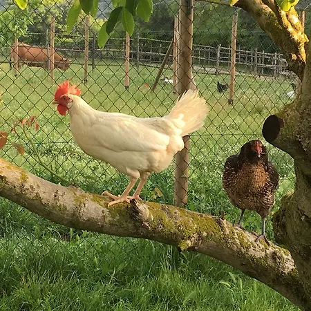 Bauernhof Capannacce Organic&horse Farm