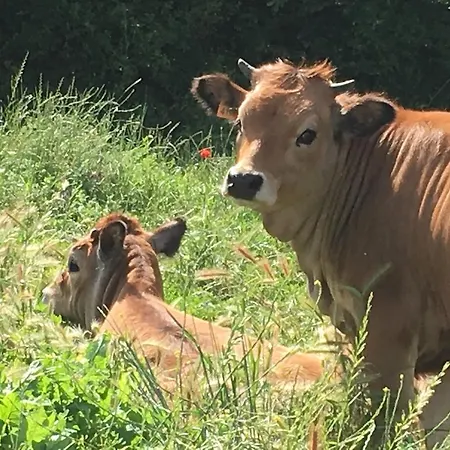 Capannacce Organic And Horse Farm * Rapolano Terme